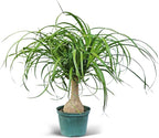 Live Ponytail Palm, Bottle Palm, Elephant Foot Tree, Rare Houseplant, Palm Tree Indoor Potted Plant, Birthday Gift, Housewarming Gift, Christmas Gift in 6" Pot