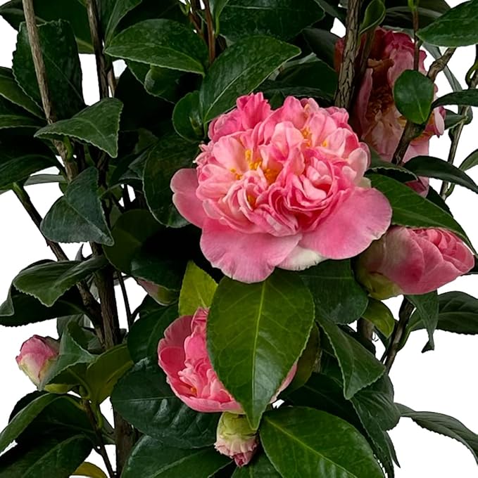 Blooming & Beautiful - Mrs. Lyman Clarke Camellia - 3 Gal - Evergreen Shrub - Large Pink Semi-Double Blooms - Golden Stamens - Zones 7-9 - Camellia Japonica ‘Mrs. Lyman Clarke’ - 3 Gallon Pot