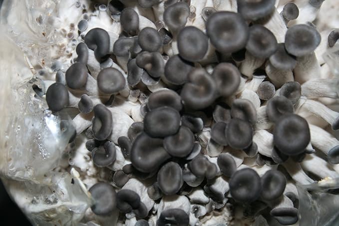 Root Mushroom Farm- Mushroom Liquid Cultures/Blue Oyster(Pleurotus ostreatus)