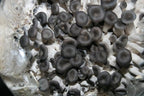 Root Mushroom Farm- Mushroom Liquid Cultures/Blue Oyster(Pleurotus ostreatus)
