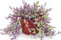 Othonna Capensis Ruby Necklace Live Succulent Plant (4-inch), Fully Rooted Trailing Houseplant for Hanging Baskets, Low Maintenance Home & Office Decor, Ideal Gift for Plant Lovers