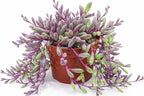 Othonna Capensis Ruby Necklace Live Succulent Plant (4-inch), Fully Rooted Trailing Houseplant for Hanging Baskets, Low Maintenance Home & Office Decor, Ideal Gift for Plant Lovers