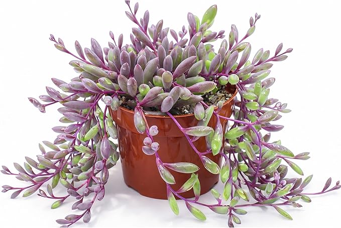 Othonna Capensis Ruby Necklace Live Succulent Plant (4-inch), Fully Rooted Trailing Houseplant for Hanging Baskets, Low Maintenance Home & Office Decor, Ideal Gift for Plant Lovers