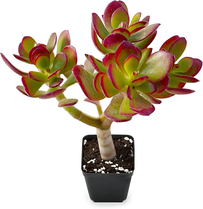Sprout N Green Jade Succulent Collection, 4 Live Succulent Plant Fully Rooted in 2inch Starter Pot, Home Office Indoor Outdoor Wedding Decoration DIY Projects Party Favor