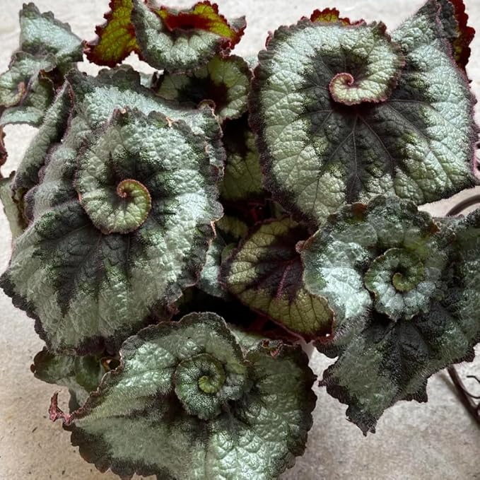 Begonia Live Plant, Begonias Live Plant, Rare Begonias Plants, 5-7 Inches in Height for Indoor Houseplant (Green Begonia)
