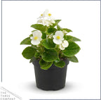 Live Begonia - Green Leaf Ambassador White (4 Per Pack), Beautiful Shade Annual, Ships 8" Tall by 4" Wide in 1 Pt Pot