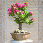 2 Bougainvillea Live Plants, Tropical Bougainvillea Flowering Vine, Fast Growing Outdoor and Container Plant, 4-8'' Tall (Hot Pink Blooms)