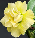 20 Desert Rose Seeds for Planting Mixed Color Ready to Grow Adenium Obesum Seeds Exotic Succulent Colorful Bonsai Plant Tropical Rose Flower Planting Non-GMO Heirloom