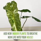 LEAL PLANTS ECUADOR Philodendron Paraiso Verde Live Indoor Green House Plant | Elephant Ear Plant for Home Décor | Air Purifying Houseplant | Unique Gift for Plant Lover