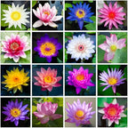 30PCS Premium Lotus Seeds for Planting in Water – Mixed Color Bowl Flower for Ponds, Bonsai, Indoor Water Gardens & Lotus Bowl Planter – Non-GMO, Easy Grow Water Lotus Seeds
