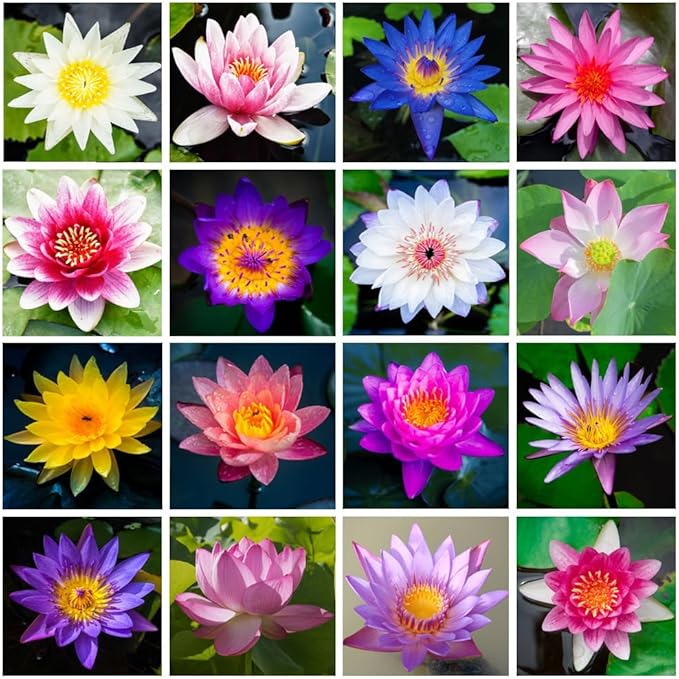 100+ Mixed Lotus Seeds for Planting – Aquatic Lotus Flower Seeds for Pond, Bowl & Water Garden, Easy Grow Water Plant, Colorful Blooming Lotus for Containers
