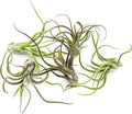 ragnaroc Air Plants - Flowering Tillandsia Caput Medusae, Large 5-7" - 5ct - Live Arrival Guaranteed - House Plants for Home Decor & Gift