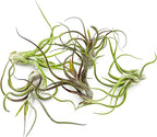 ragnaroc Air Plants - Flowering Tillandsia Caput Medusae, Large 5-7" - 5ct - Live Arrival Guaranteed - House Plants for Home Decor & Gift