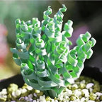 200PCS/BAG Green Succulents for DIY Bonsai and Potted Flowers - Vibrant Garden Delight
