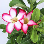 Picotee Pink & White Desert Rose Plant Live Succulent, 1 Gal Grower Pot, Adenium Desert Rose Plant Live Indoor Houseplants & Outdoor Succulents, Easy Care Flowering Plants by Plants for Pets