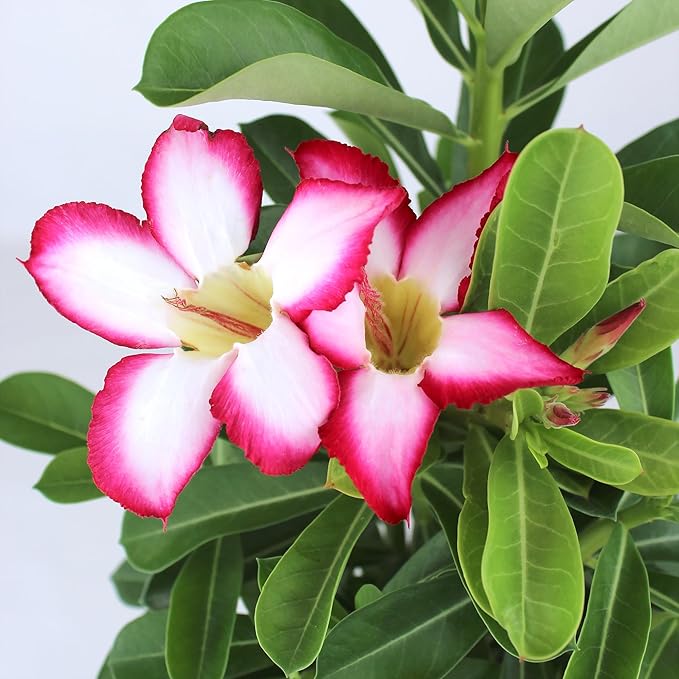 Picotee Pink & White Desert Rose Plant Live Succulent, 1 Gal Grower Pot, Adenium Desert Rose Plant Live Indoor Houseplants & Outdoor Succulents, Easy Care Flowering Plants by Plants for Pets