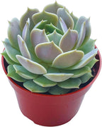 Live Succulent 4" Echeveria Lola, Succulents Plants Live Fully Rooted House Plant for Home Office Decoration, DIY Projects by The Succulent Cult…