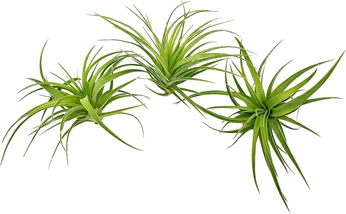 Live Air Plants - Tillandsia Geminiflora 3-6" - 3ct – ragnaroc Live Indoor Plant - Live Arrival Guaranteed - House Plants for Home Decor & Gift