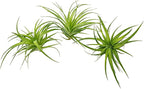 Live Air Plants - Tillandsia Geminiflora 3-6" - 3ct – ragnaroc Live Indoor Plant - Live Arrival Guaranteed - House Plants for Home Decor & Gift