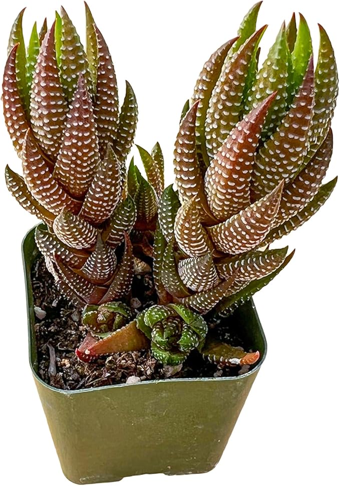 Sprout N Green Haworthia Collection, 3 Live Succulent Plant Fully Rooted in 2inch Starter Pot, Home Office Indoor Outdoor Wedding Decoration DIY Projects Party Favor, Pet-Friendly, Easy to Care