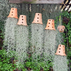 Fresh Air Plant Live Spanish Moss Houseplants Clump 10" Long to Grow, Tillandsia Air Purifying Plants Indoor for Hanging Décor