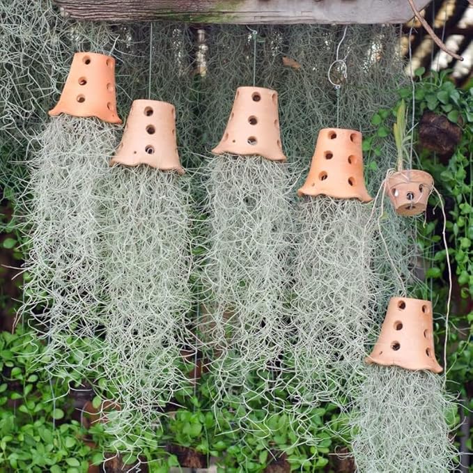 Fresh Air Plant Live Spanish Moss Houseplants Clump 10" Long to Grow, Tillandsia Air Purifying Plants Indoor for Hanging Décor