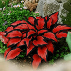 80+ Hosta Seeds - Rare Perennial Shade Plant for Gardens, Borders, and Containers - Non-GMO Heirloom, Hardy and Low Maintenance