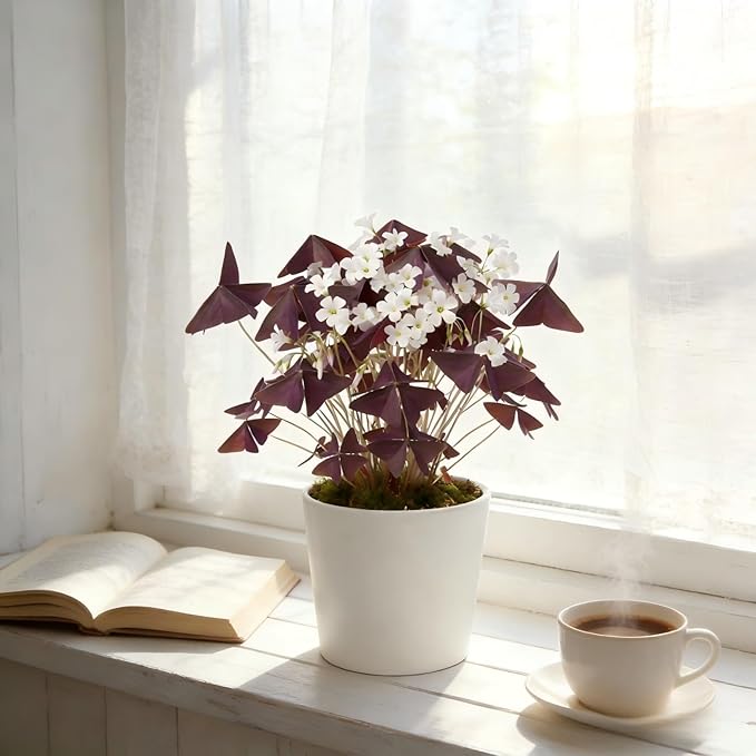 10 Bulbs Oxalis Triangularis, Purple Shamrocks Flowers for Home Garden Indoor Outdoor Planting, Easy Care