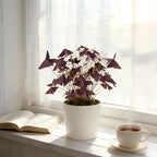 10 Bulbs Oxalis Triangularis, Purple Shamrocks Flowers for Home Garden Indoor Outdoor Planting, Easy Care