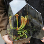 Carnivorous Plant Soil Mix 2qt, Pure Peat Moss and Perlite Mixture for Venus, Pitcher, Butterwort, Nepenthes, Sundew