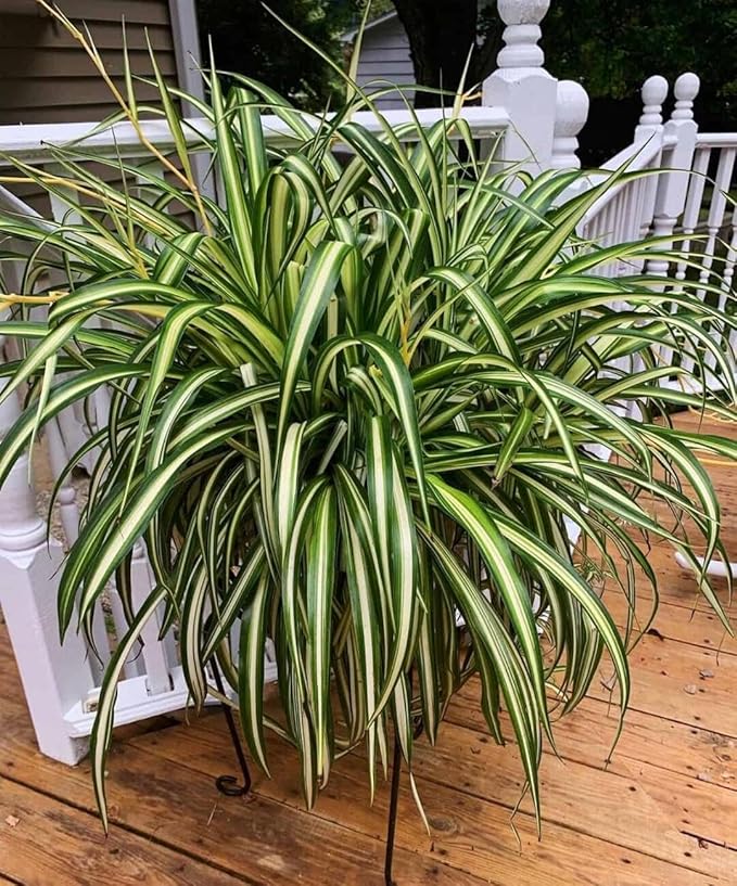 RedCrocus Spider Plant- Chlorophytum comosum Indoor Houseplant, Low Maintenance, Air Purifying, Pet-Safe Variegated Green & White Foliage, Perfect for Office or Home Decor 8" Hanging Baske