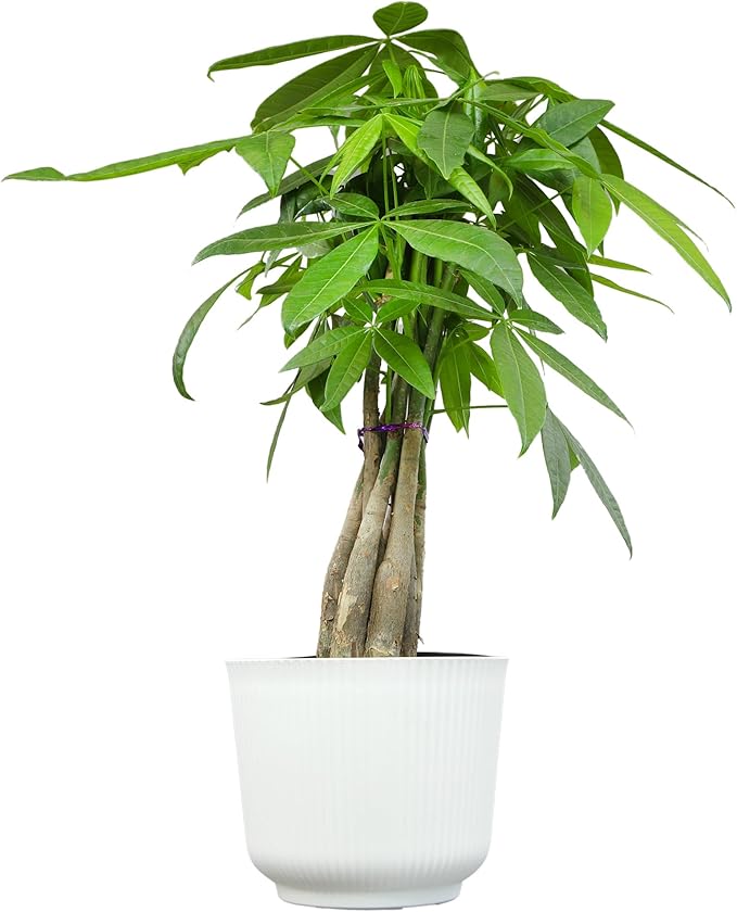 Altman Plants Money Tree Plant Decor (Approx. 1.5 Feet Tall) with 6 Inch White Plant Pot, Pet Friendly Plants, Easy Plant Gift, Easy to Grow House Plant & Desk Plant in Indoor Plant Potting Soil Mix