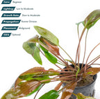 SubstrateSource Cryptocoryne Live Aquarium Plants - Freshwater Plant for Aquariums, Planted Fish Tanks - Beginner Friendly (Affinis Red, 1 Pot (3-5 Plants))