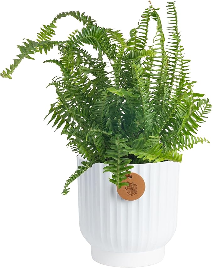 Costa Farms Kimberly Queen Fern Live Plant in Decorative Pot, Indoor & Outdoor Houseplant, Perfect for Home, Room, or Office Decor, Great House Warming or Birthday Gift, 12-18 Inches Tall