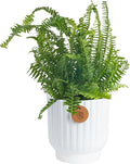 Costa Farms Kimberly Queen Fern Live Plant in Decorative Pot, Indoor & Outdoor Houseplant, Perfect for Home, Room, or Office Decor, Great House Warming or Birthday Gift, 12-18 Inches Tall
