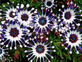 100PCS Mix Osteospermum Seeds Spider Daisy Flower Seeds