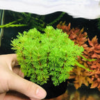 14 Green Cabomba Plants Live, Aquarium Plants Live, 4 to 6 Inc Tall Aquarium Pond Plant, Live Cambomba Plant Growing