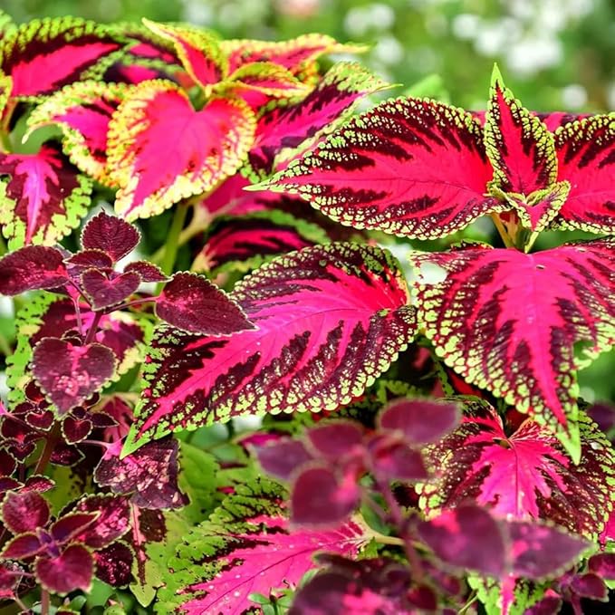 100+ Mixed Coleus Flower Plant Seeds Rainbow Groundcover Flowers Garden Plant