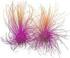 Thin Air Plant, Guatemala Tillandsia Live Airplant, Healthy Arrival Guaranteed, Great Indoor Plant, Home Decor & Gift (2 Rainbow #3)
