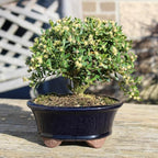 Brussel's Live Harland Boxwood Outdoor Bonsai Tree - 3 Years Old; 6" to 8" Tall with Decorative Container