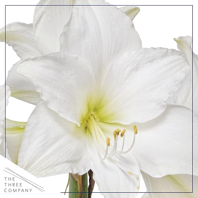 Waxed Amaryllis Bulb - Yellow Wax, White Blooms - Easy Care - No Watering Needed! Beautiful Spring Décor