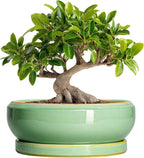 10 Inch Bonsai Tree Pots - Ceramic Succulent Pots with Drainage Hole and Tray, Shallow Planter for Indoor Outdoor Plants, Round Planters, House Decor, Gifts for Plant Lovers, Light Green