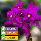 Ground Orchid Live Plant - Spathoglottis plicata 'Purple' by Wellspring Gardens - Purple-Pink Flowers Summer Plant - Great for Indoor/Outdoor Gardens & Patios (2-Pack)