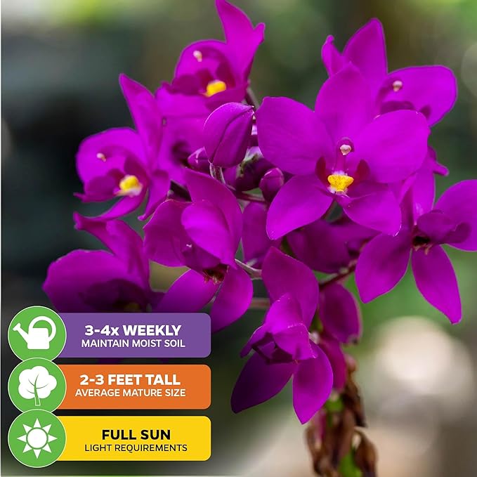 Ground Orchid Live Plant - Spathoglottis plicata 'Purple' by Wellspring Gardens - Purple-Pink Flowers Summer Plant - Great for Indoor/Outdoor Gardens & Patios (2-Pack)