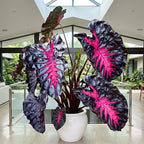 Rare Red Black Colocasia Live Plant, 5 to 8" in Tall, Taro Elephant Ear Alocasia Esculenta Live Plant for Planting, Live Colocasia Houseplant