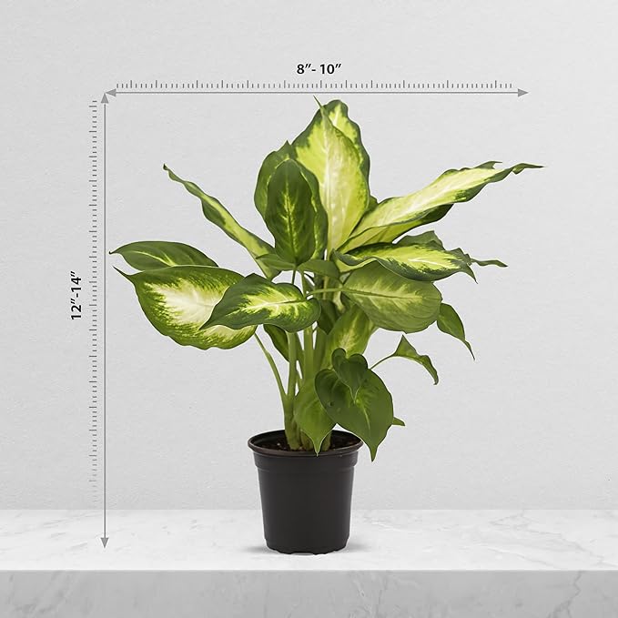 Live Dieffenbachia, Dumb Cane, Variegated Houseplant, Palm Tree Plant, Office Gift, Plant Lover Gift, Air Purification Plant, Sympathy Gift, Fully Rooted Plant in 4" Pot