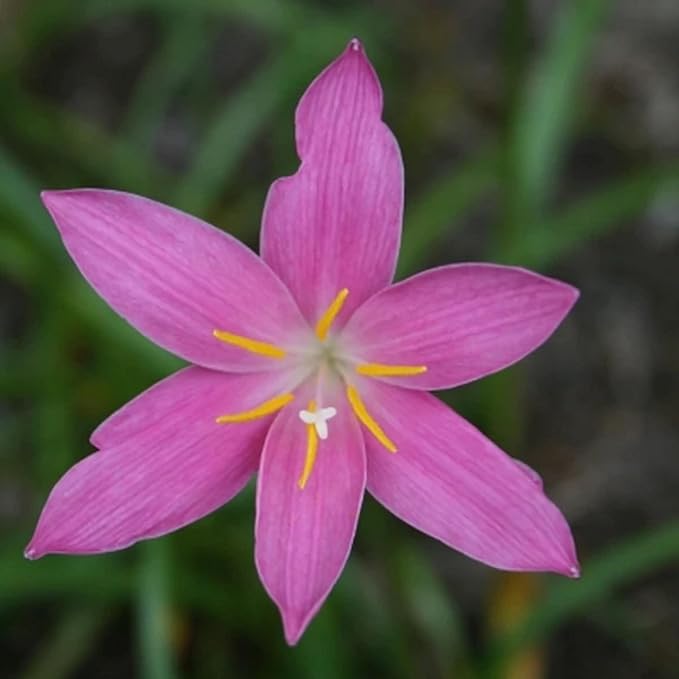 Pink Rain Lily, a Great Live Pond Plant for Your Water Garden. Filters The koi and Goldfish Pond. Good for Bogs, Plant Shelf or Shallow Water This marginal Aquatic is a Real Beauty