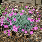 RedCrocus Everlast Peach' Pinks, Sweet William Dianthus- Vibrant Fragrant Blooms, Pollinator Attractant, Container & Border Plant, Pet Safe, Easy Care, Hardy Zones 3-8 1 Gallon