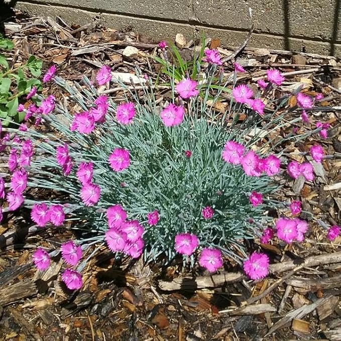 RedCrocus Everlast Peach' Pinks, Sweet William Dianthus- Vibrant Fragrant Blooms, Pollinator Attractant, Container & Border Plant, Pet Safe, Easy Care, Hardy Zones 3-8 1 Gallon (Pack of 12