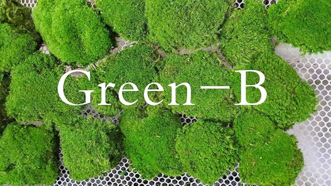Preserved Pole Moss Pillow Bun Cushion Natural Green Decorative Real Natural Green DIY Kit Terrariums Gardenning Art Wall Decor Florist Decor Easter Table Decor Wedding(13.5 sq.ft., Green-B)
